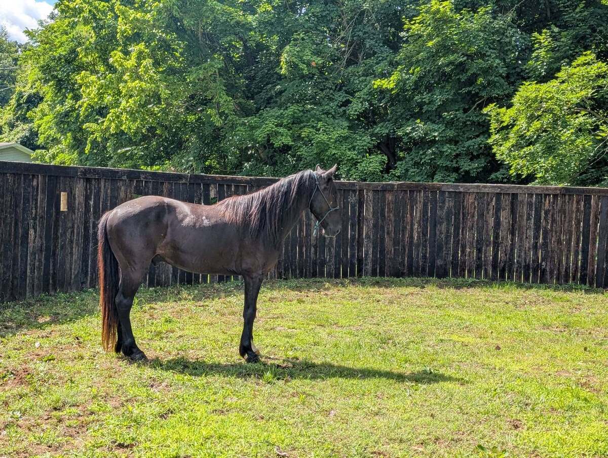 McSwagger, 8yo Other gelding, 15.0hh