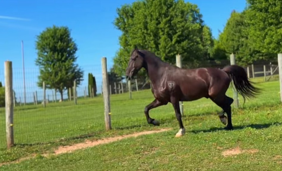 McSwagger, 8yo Other gelding, 15.0hh