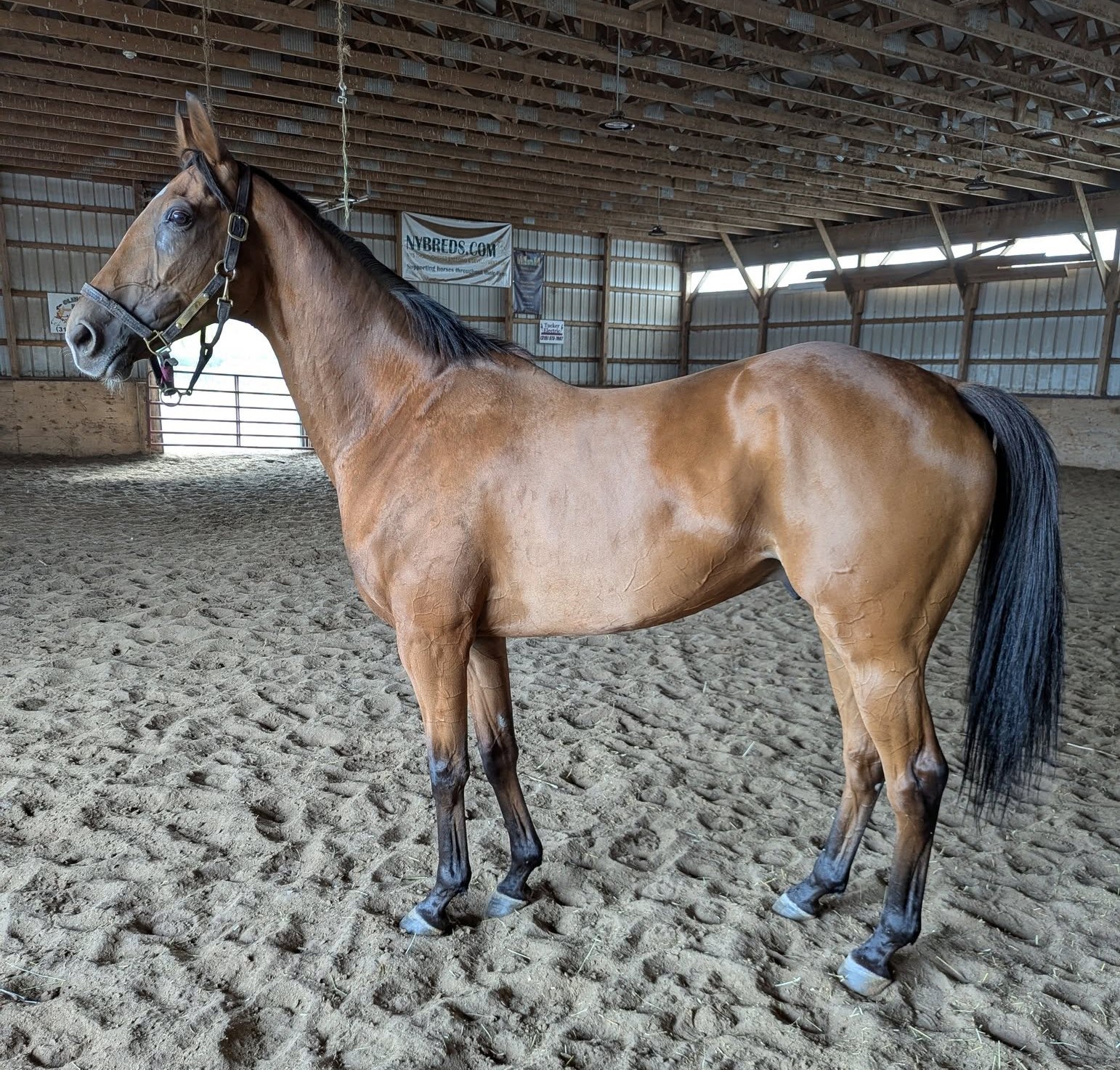 Kodiak Brown, 8yo Thoroughbred gelding, 16.2hh
