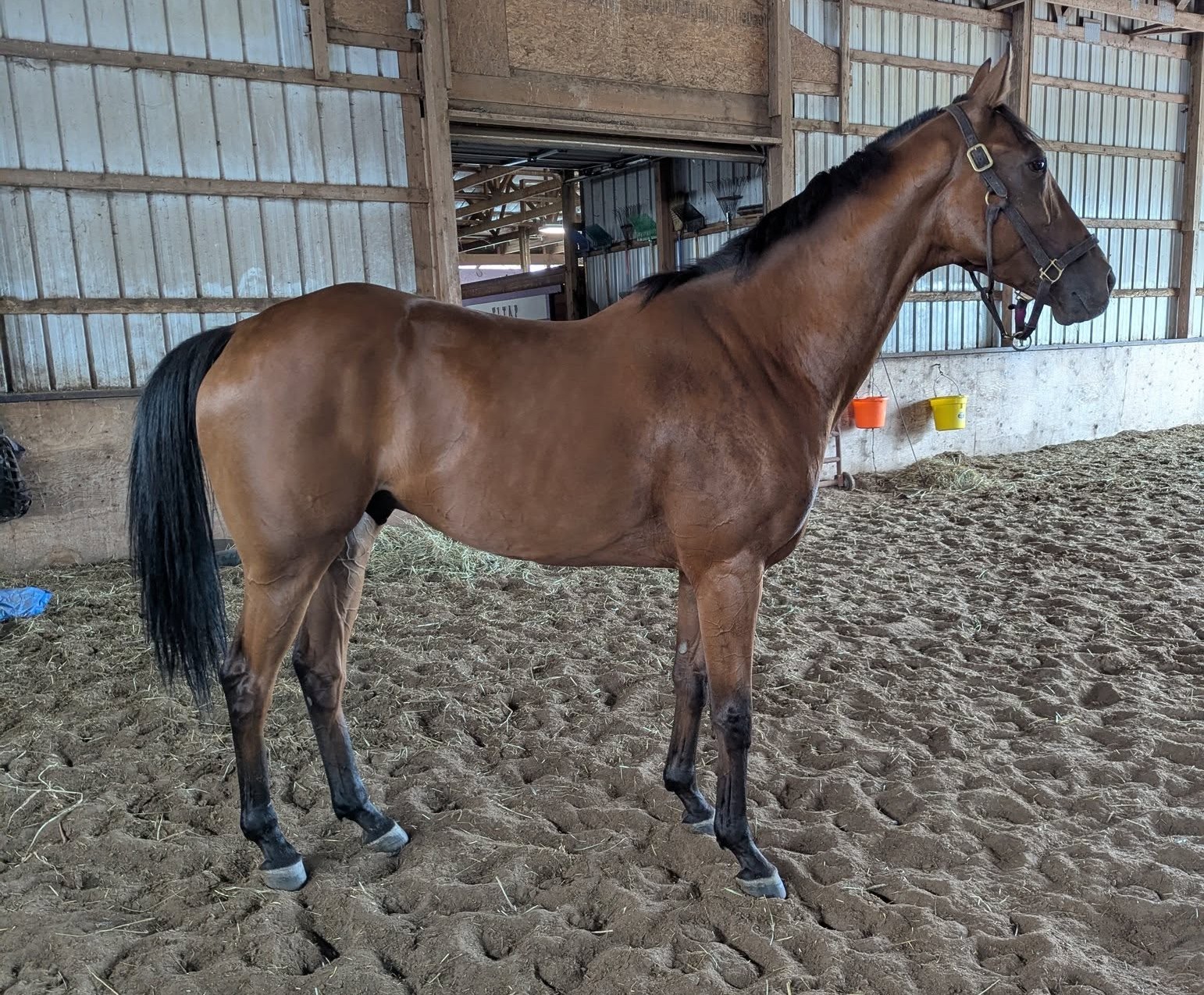 Kodiak Brown, 8yo Thoroughbred gelding, 16.2hh