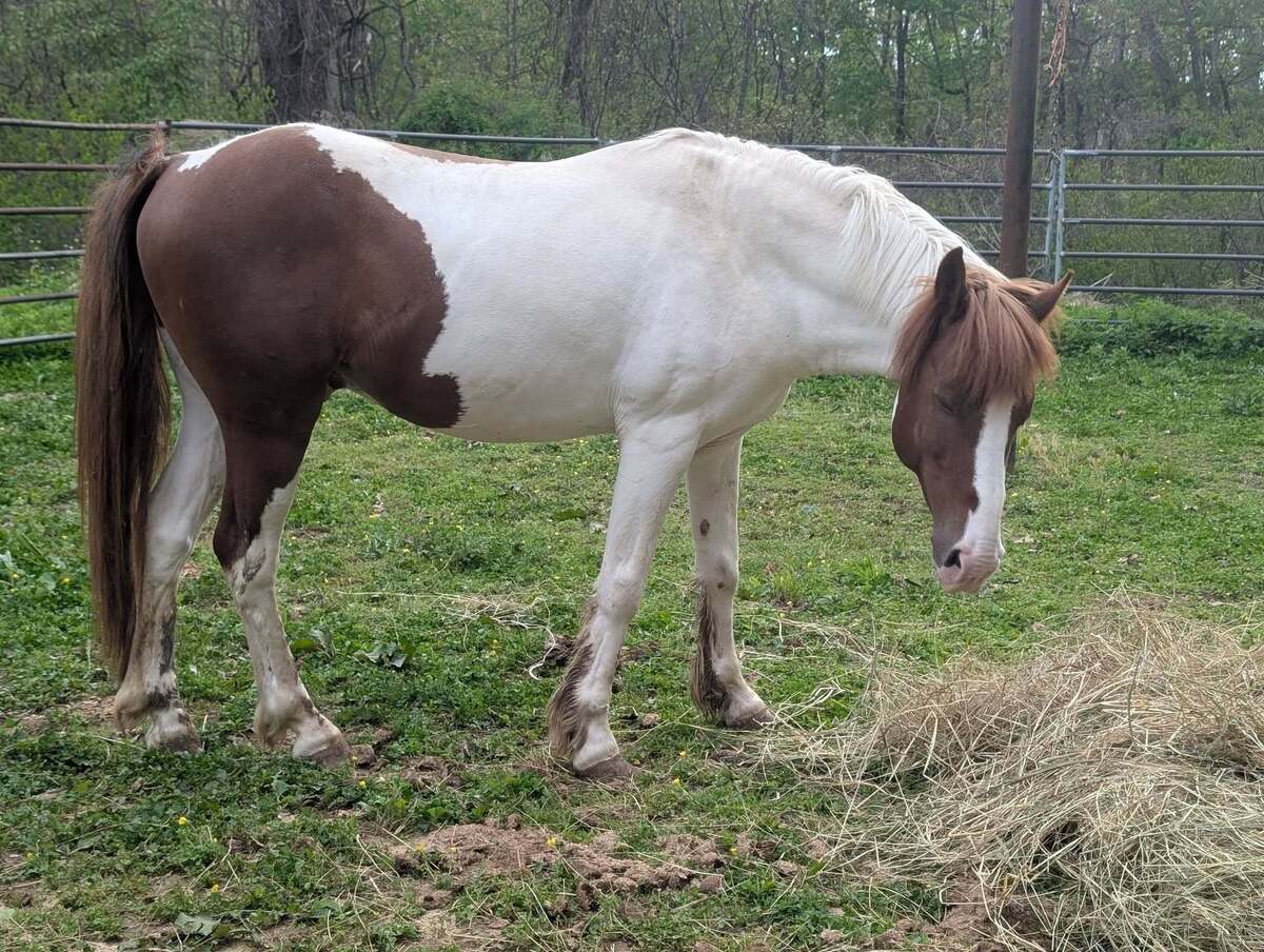 Asiago, 5yo American Quarter Horse/Other gelding, 13.1hh