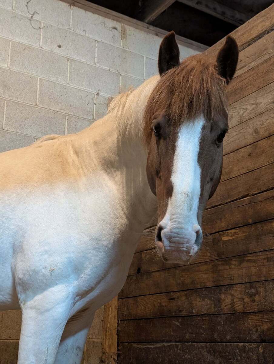 Asiago, 5yo American Quarter Horse/Other gelding, 13.1hh