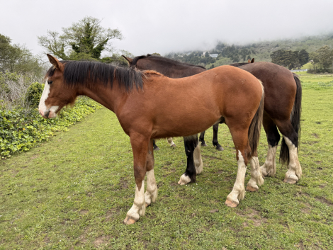 Bo, 1yo Hanoverian Clydesdale gelding, 15.3hh
