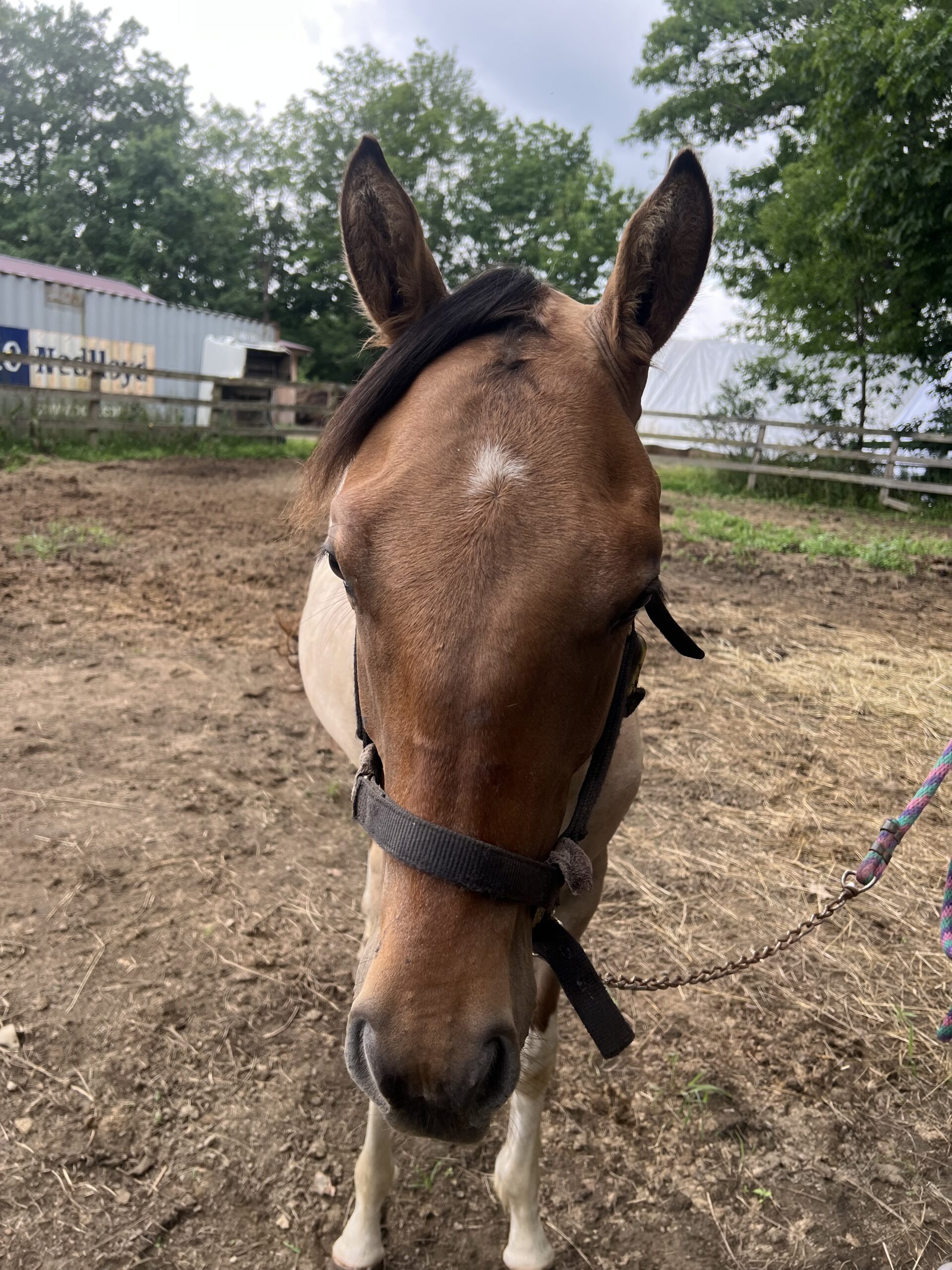 Peanut, 1yo Paint stallion