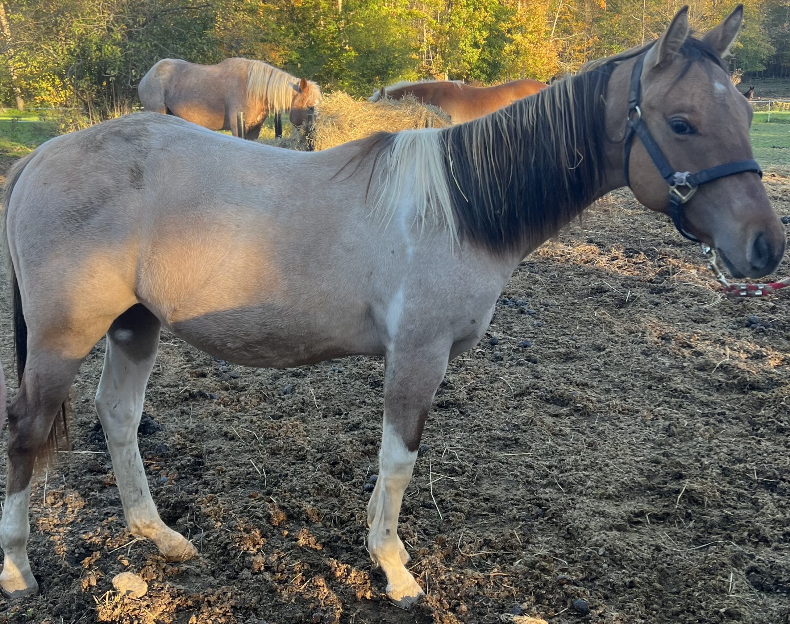 Peanut, 1yo Paint stallion