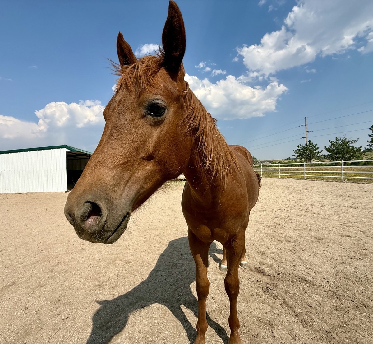 Buttercup, 1yo mare, 11.0hh