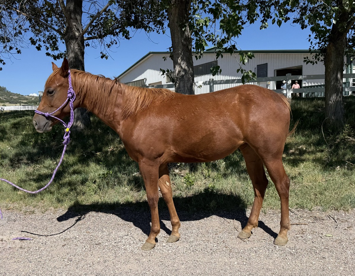 Buttercup, 1yo mare, 11.0hh