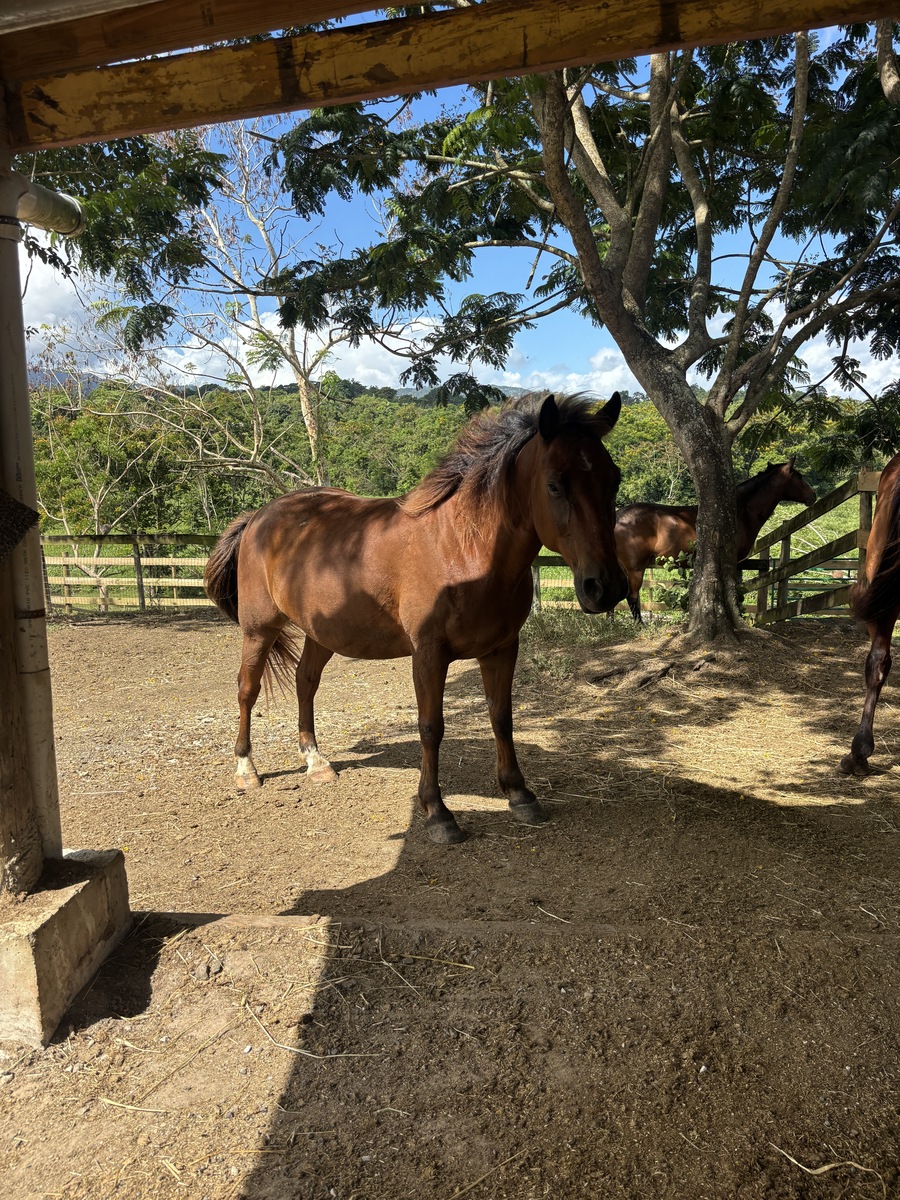Chocolate (Available in Puerto Rico Only), 11yo Paso Fino gelding, 15.0hh