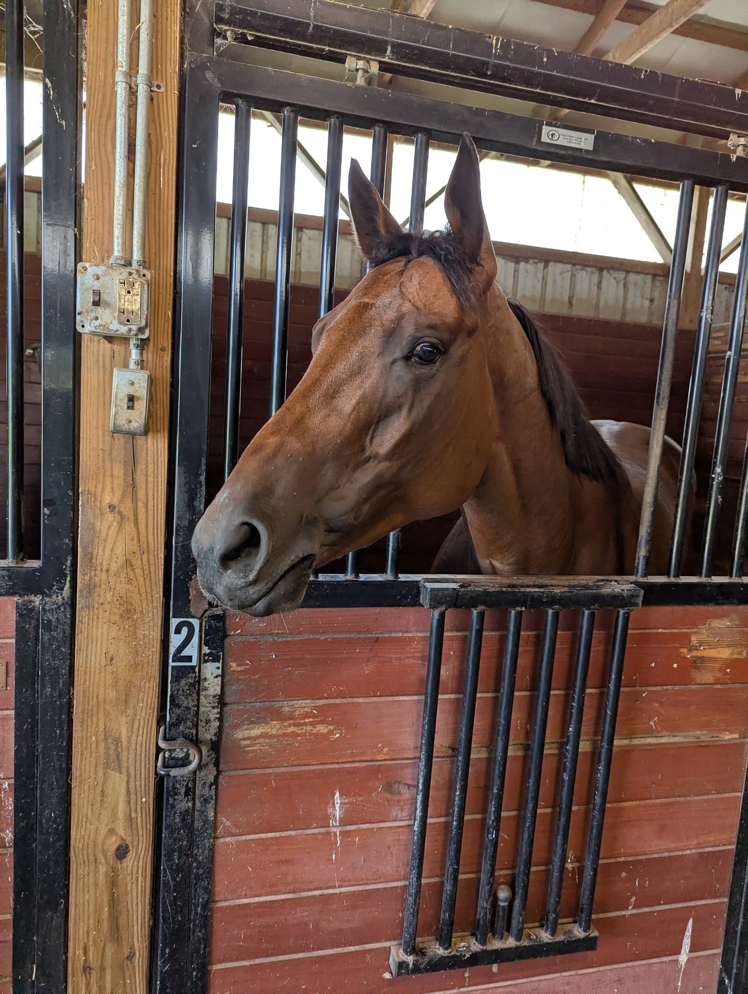 Billy, 5yo Thoroughbred mare, 16.2hh