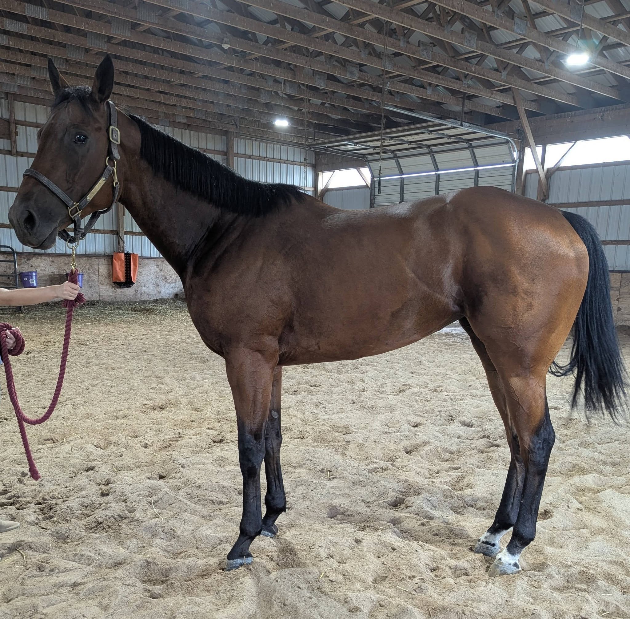 Billy, 5yo Thoroughbred mare, 16.2hh
