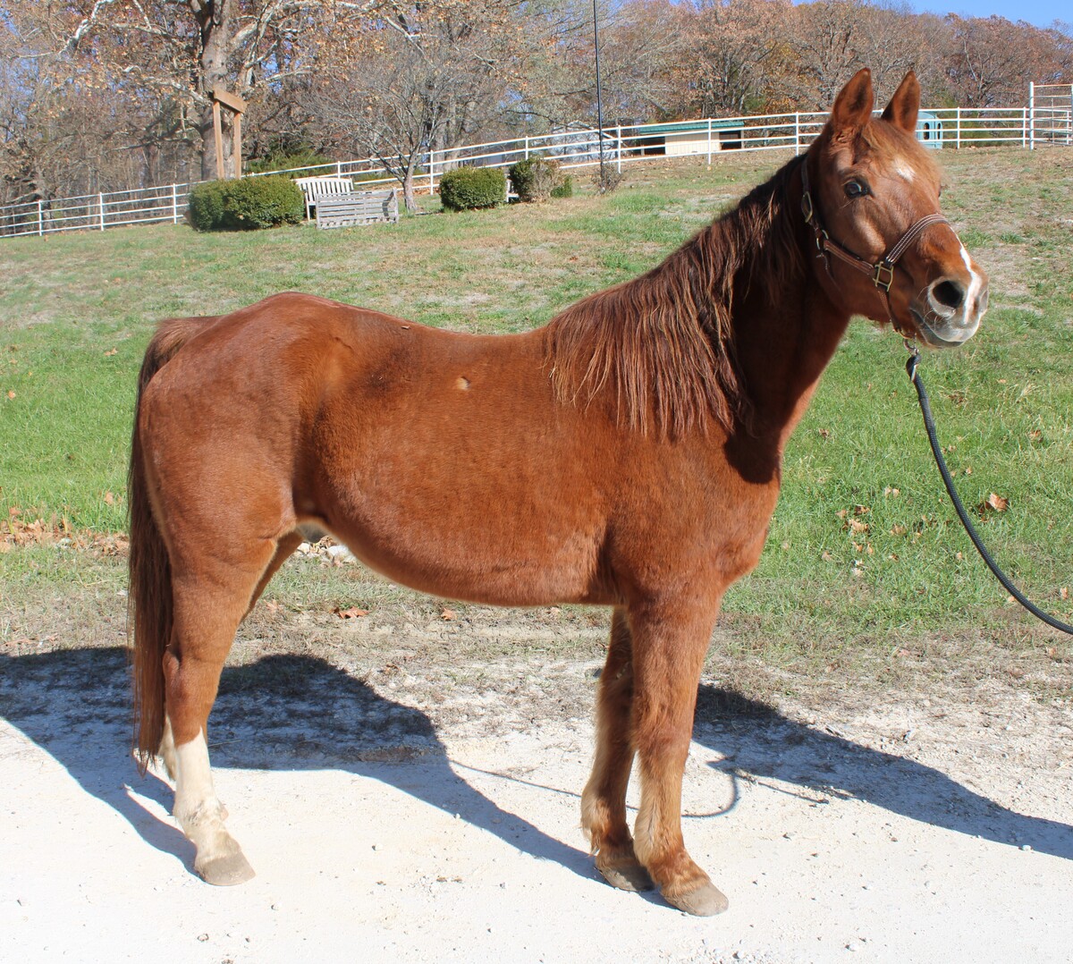 Sunny, 22yo Missouri Fox Trotter gelding, 15.1hh