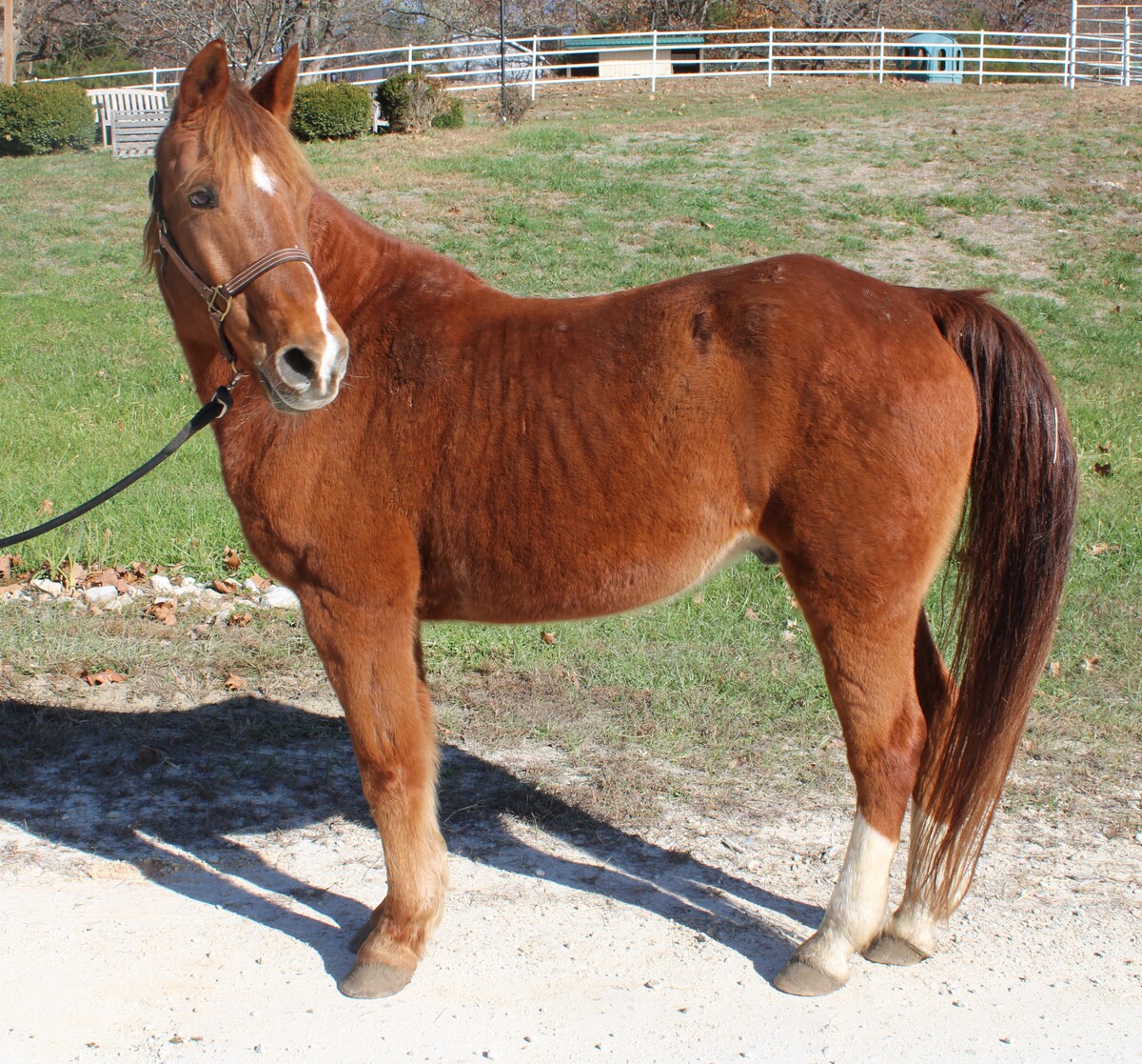 Sunny, 22yo Missouri Fox Trotter gelding, 15.1hh