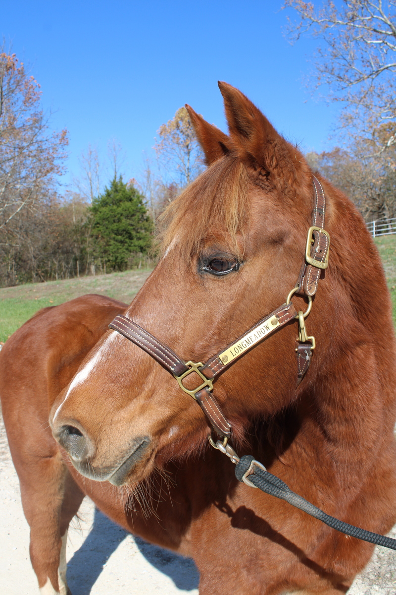 Sunny, 22yo Missouri Fox Trotter gelding, 15.1hh