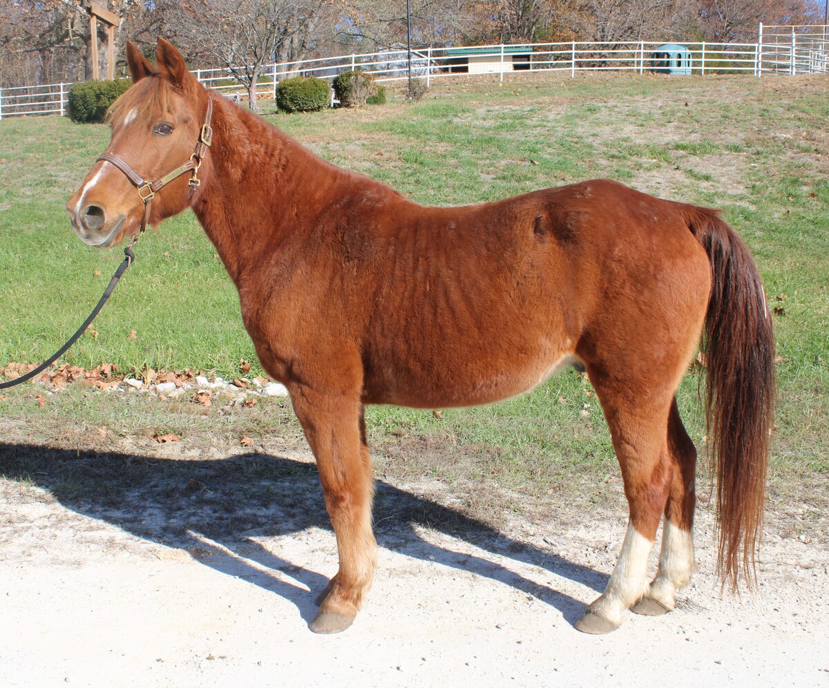Sunny, 22yo Missouri Fox Trotter gelding, 15.1hh