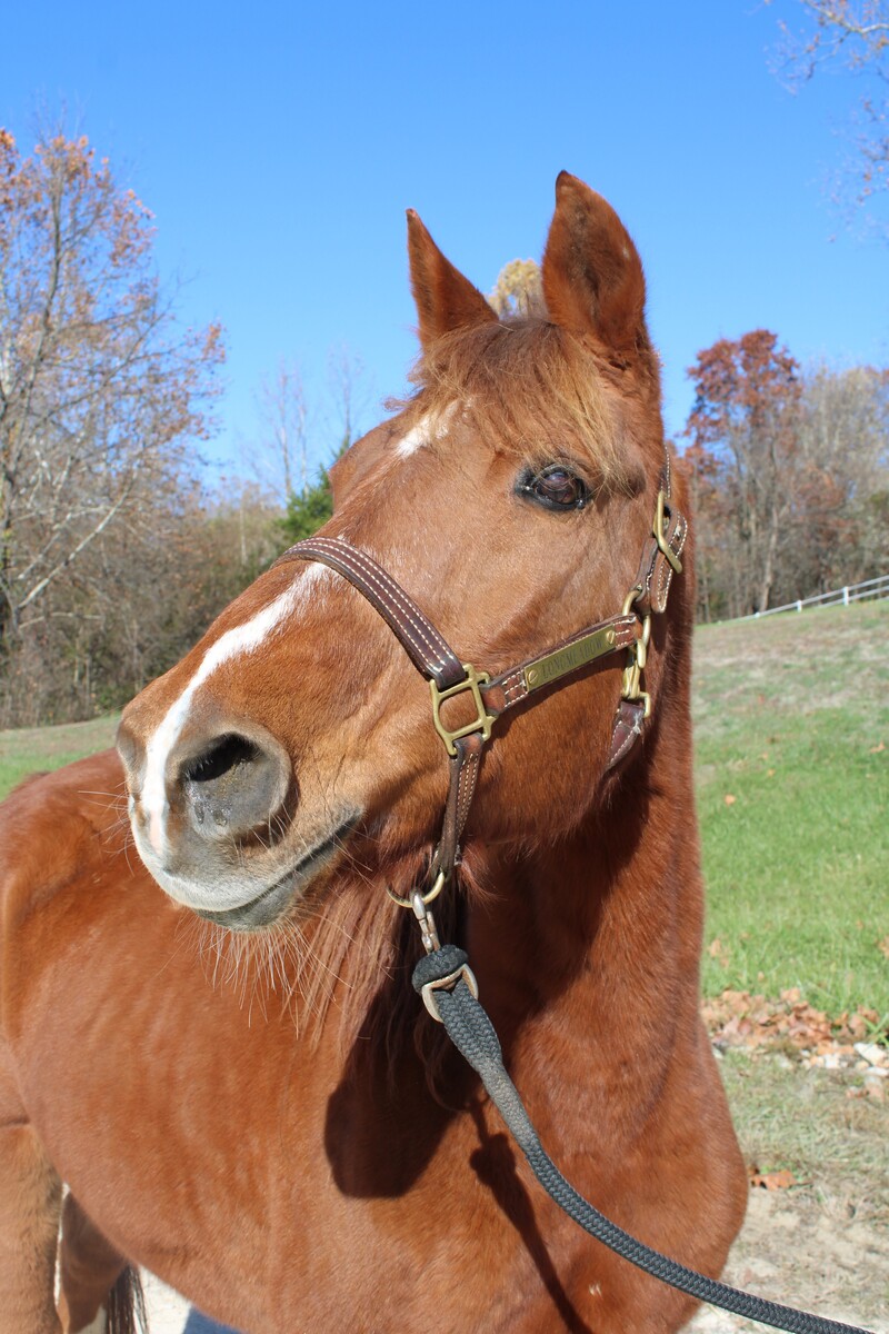 Sunny, 22yo Missouri Fox Trotter gelding, 15.1hh