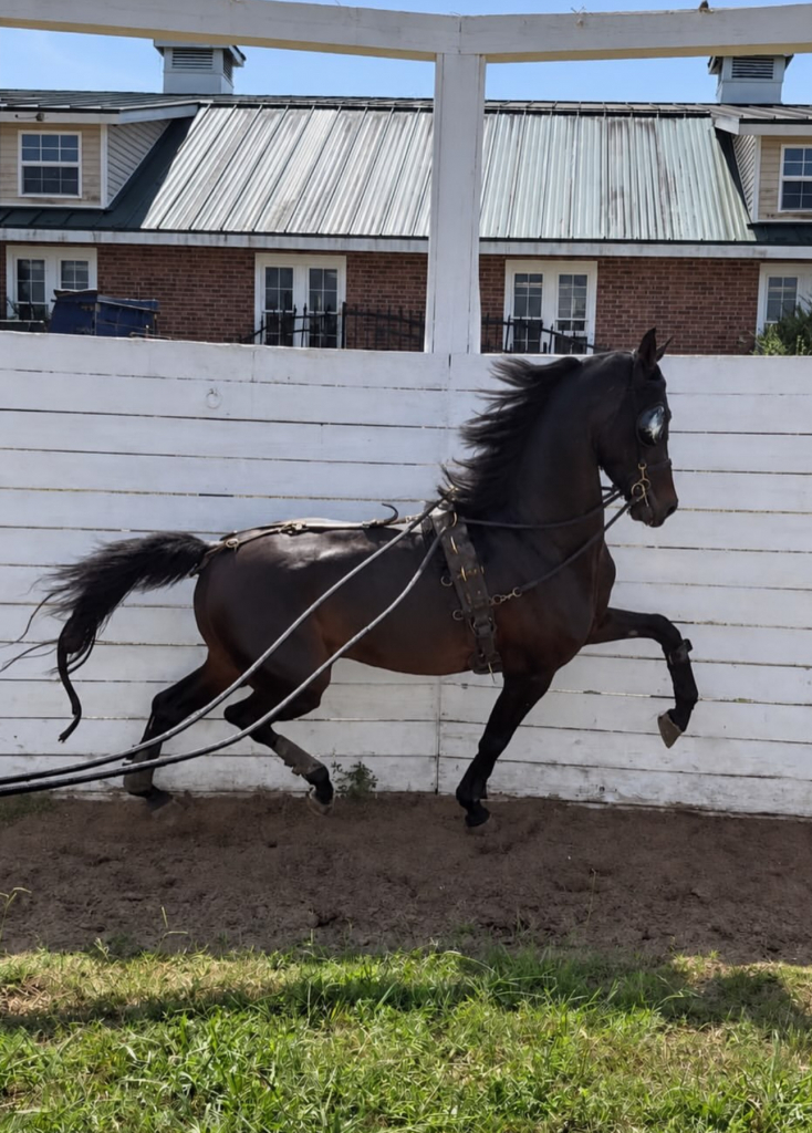 Monaco, 8yo Friesian stallion, 16.3hh