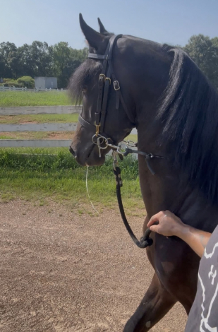 Monaco, 8yo Friesian stallion, 16.3hh