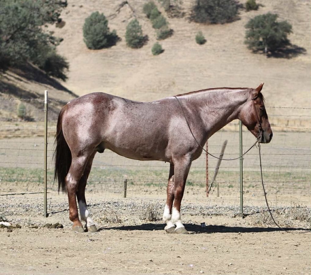 American Quarter Horse, 7yo American Quarter Horse gelding, 14.3hh