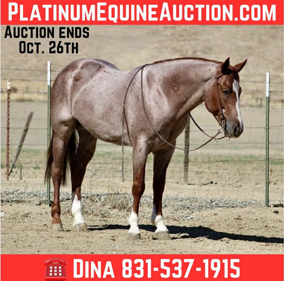 American Quarter Horse, 7yo American Quarter Horse gelding, 14.3hh