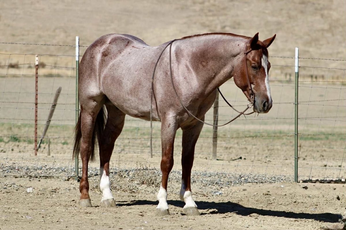 American Quarter Horse, 7yo American Quarter Horse gelding, 14.3hh