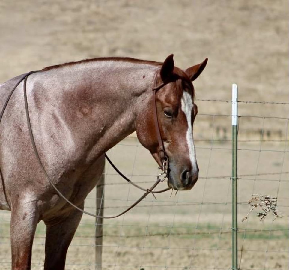American Quarter Horse, 7yo American Quarter Horse gelding, 14.3hh