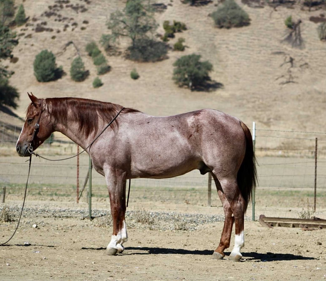 American Quarter Horse, 7yo American Quarter Horse gelding, 14.3hh