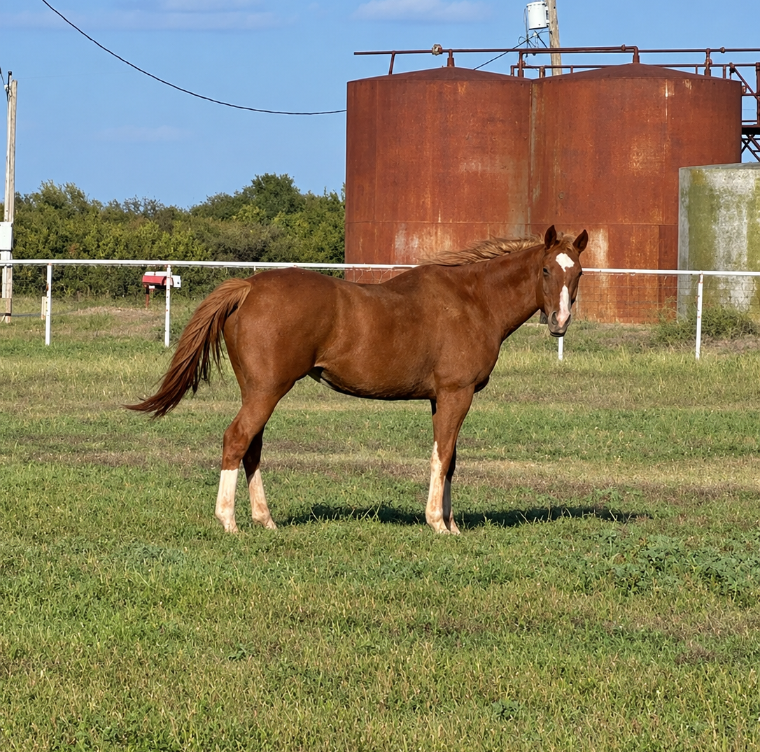 Beach Boy - COMING SOON, 18yo Thoroughbred gelding, 16.2hh