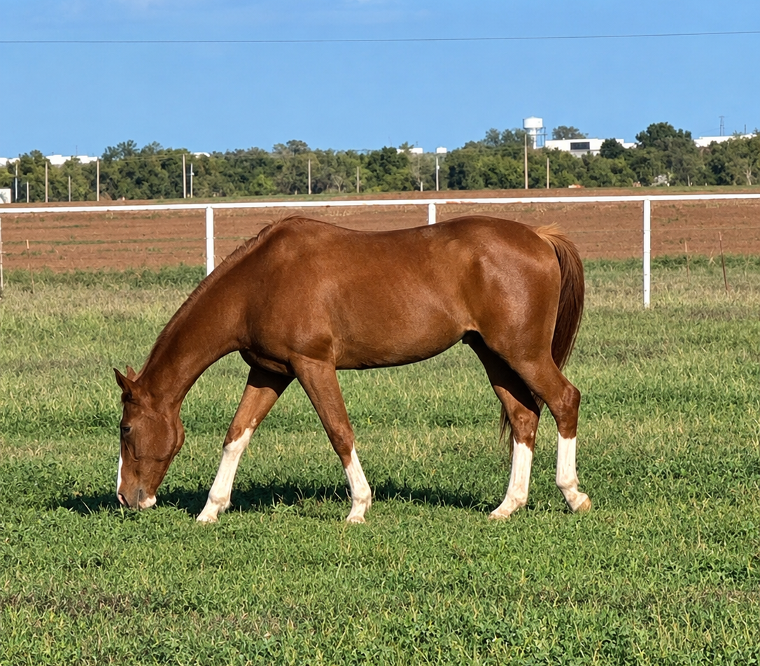 Beach Boy - COMING SOON, 18yo Thoroughbred gelding, 16.2hh