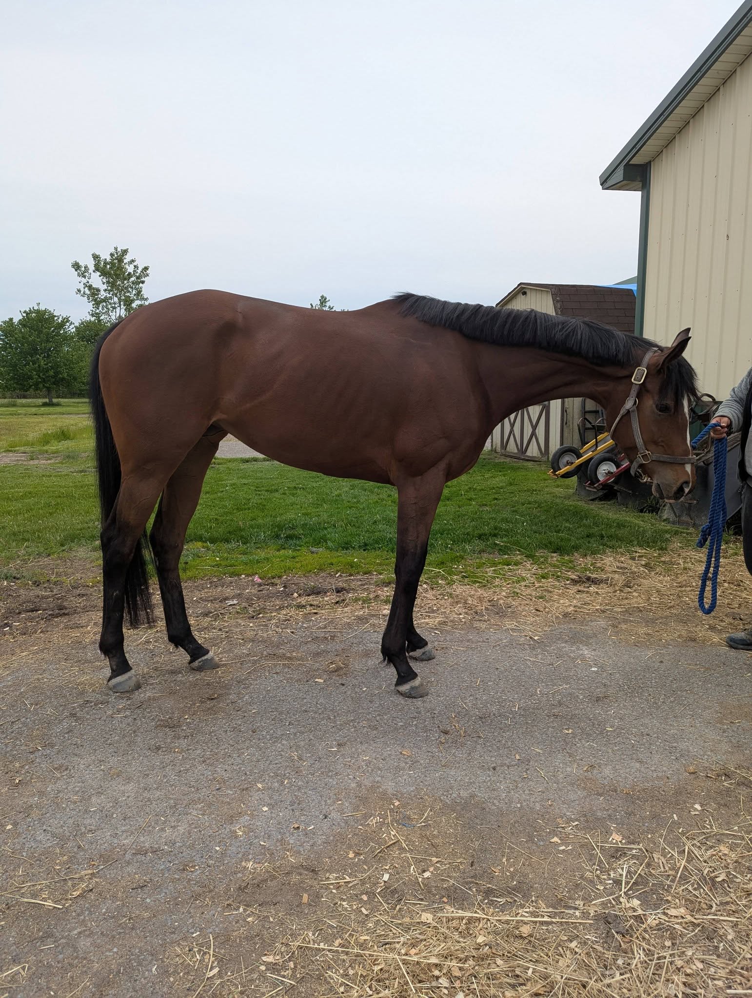 Turbo Train, 3yo Thoroughbred mare, 16hh