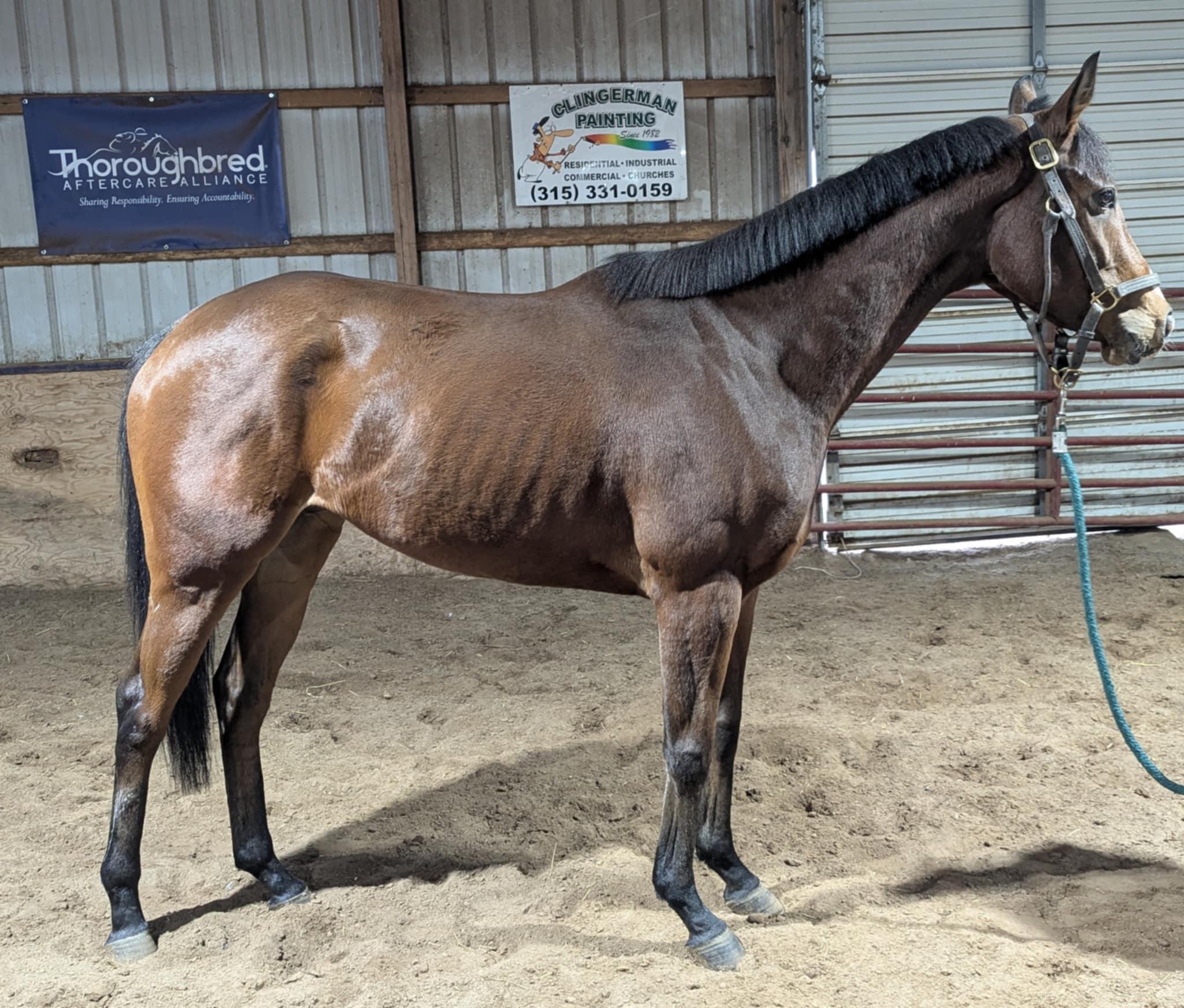 Turbo Train, 3yo Thoroughbred mare, 16hh