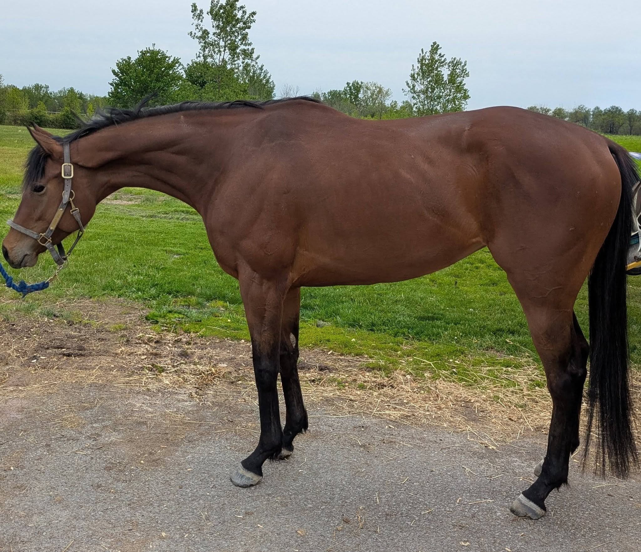 Turbo Train, 3yo Thoroughbred mare, 16hh