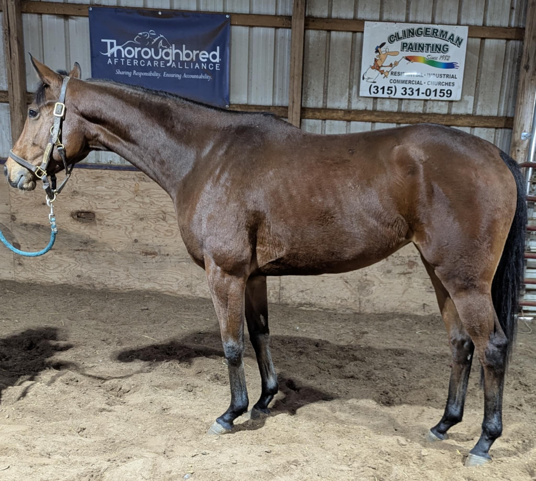 Turbo Train, 3yo Thoroughbred mare, 16hh