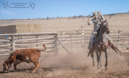 Reba, 14yo Mustang mare, 15.2hh