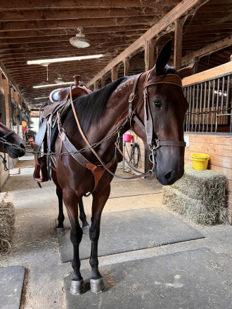 Nacalu’s Mandolin (Mandy), 3yo Standardbred filly, 16.0hh