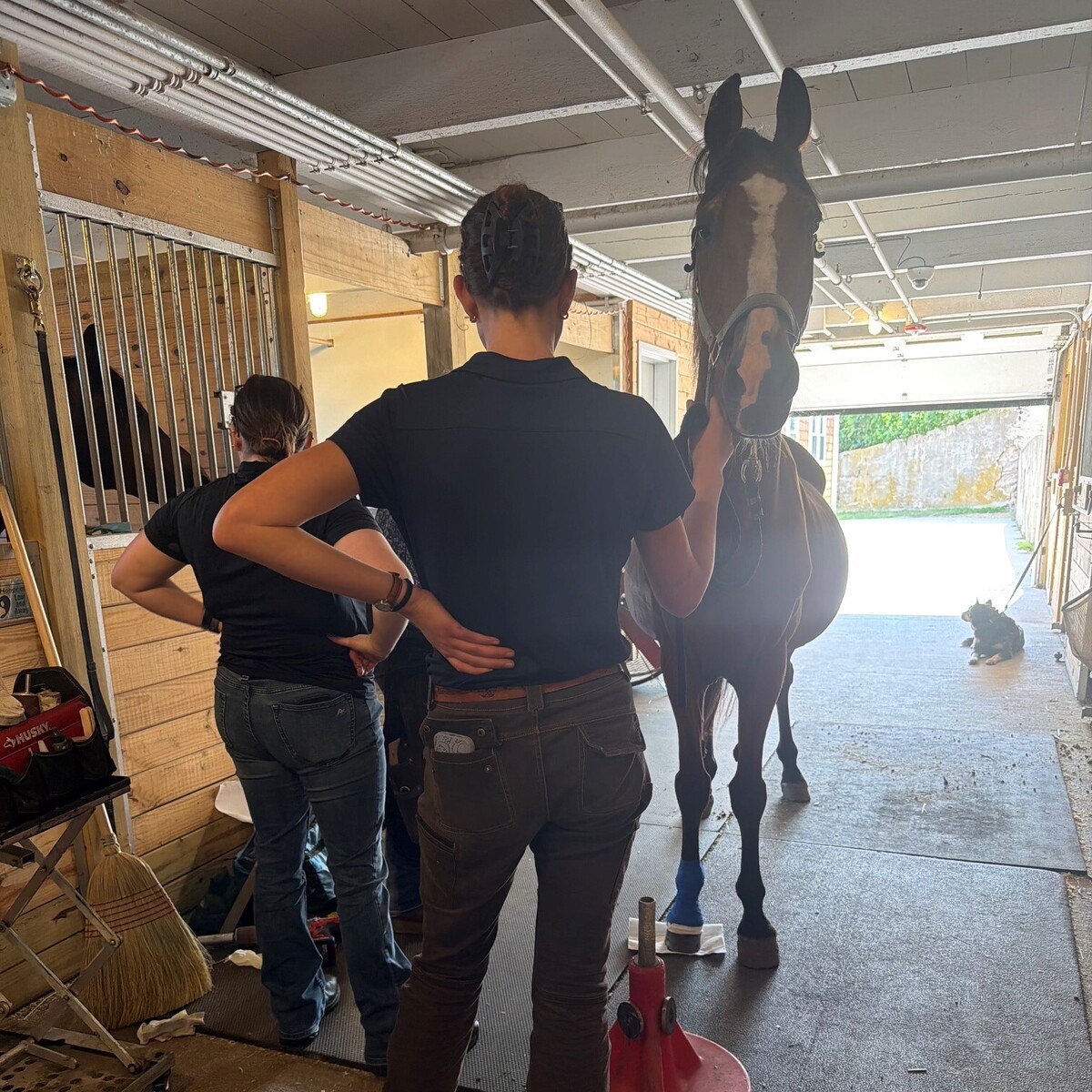 Tobias, 28yo Morgan gelding, 15.3hh