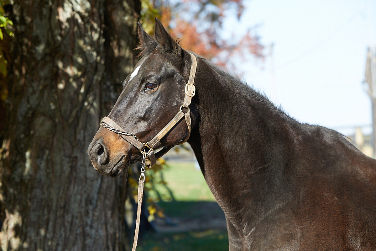 Genuine Treasure, 16yo Thoroughbred mare, 15.3hh