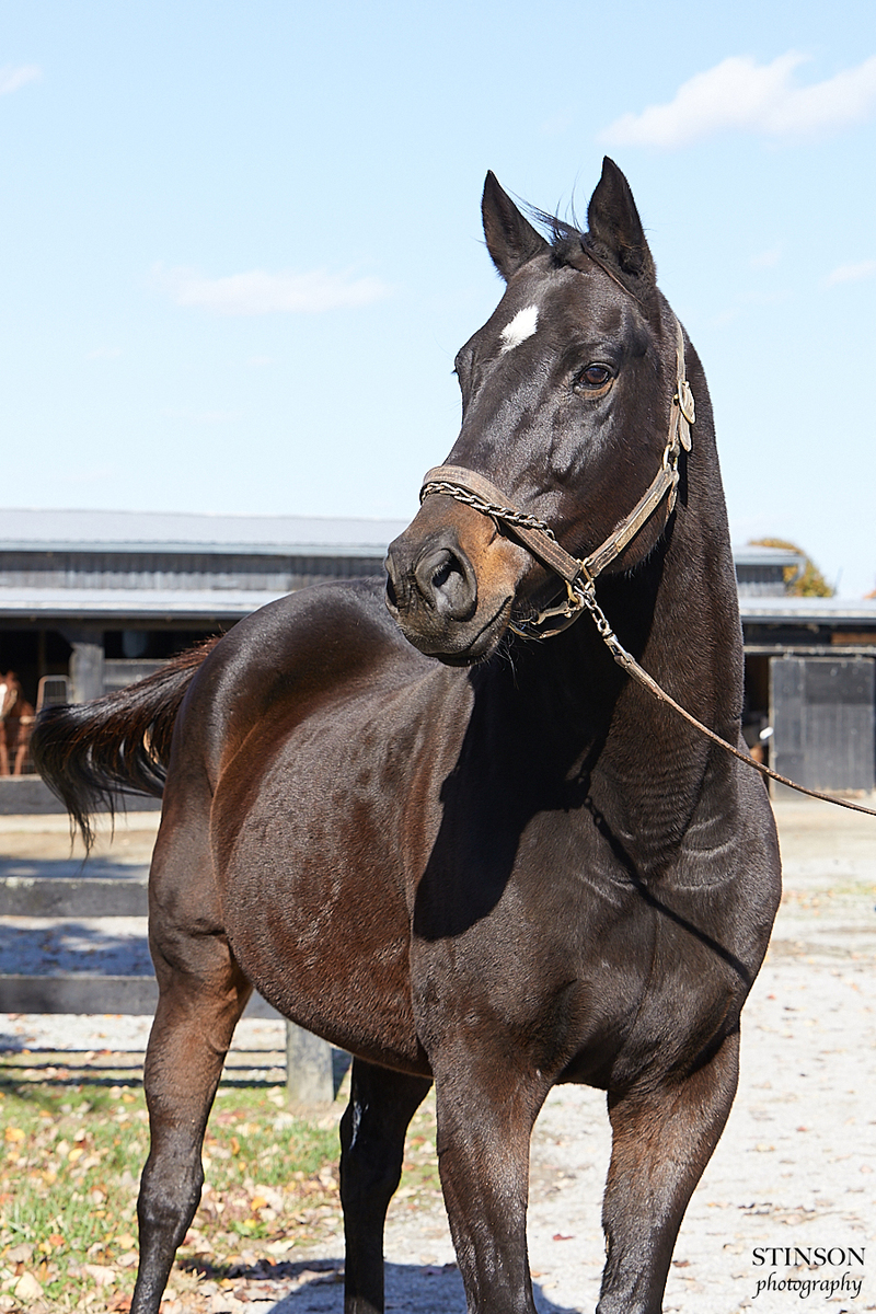 Genuine Treasure, 16yo Thoroughbred mare, 15.3hh