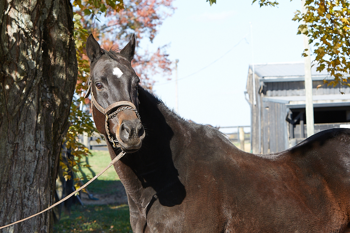 Genuine Treasure, 16yo Thoroughbred mare, 15.3hh