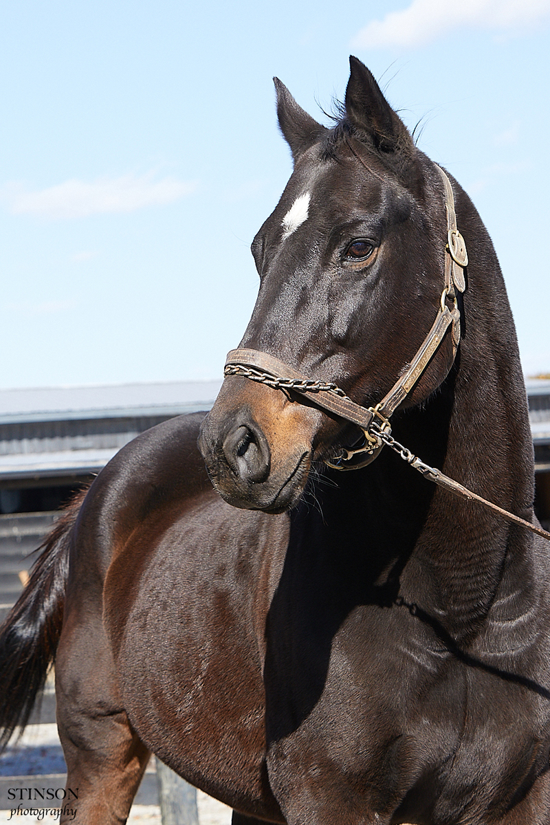 Genuine Treasure, 16yo Thoroughbred mare, 15.3hh