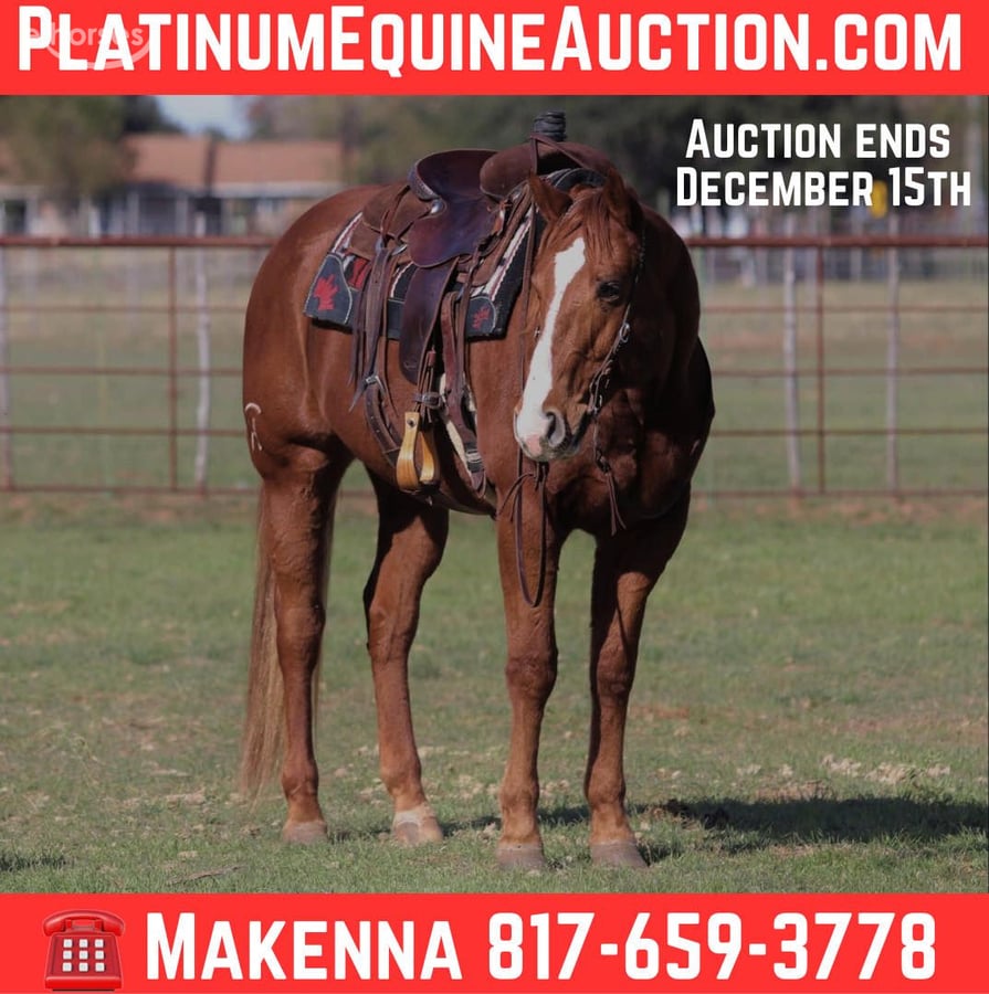 American Quarter Horse, 10yo American Quarter Horse gelding