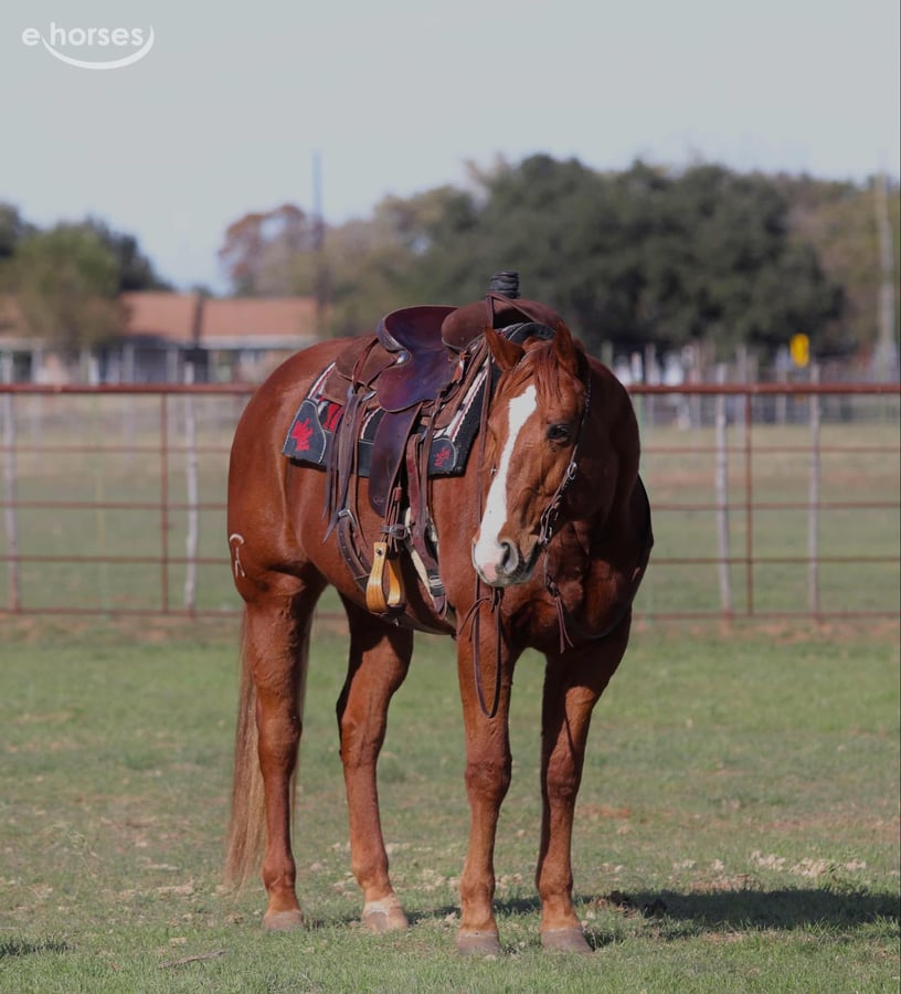 American Quarter Horse, 10yo American Quarter Horse gelding