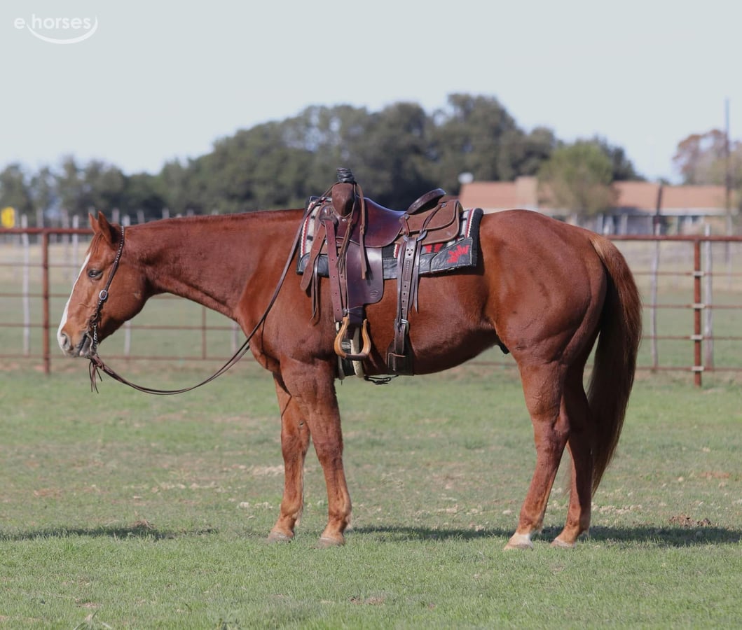 American Quarter Horse, 10yo American Quarter Horse gelding