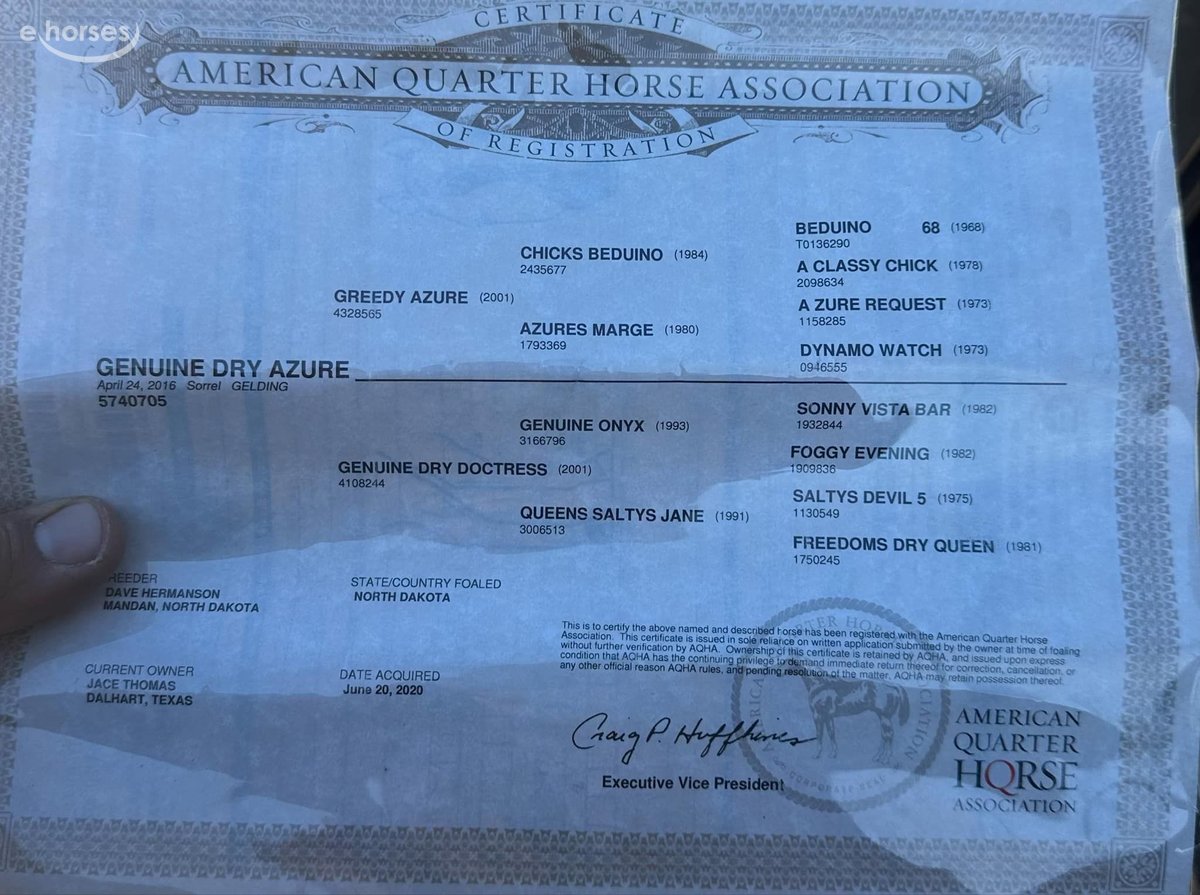 American Quarter Horse, 10yo American Quarter Horse gelding