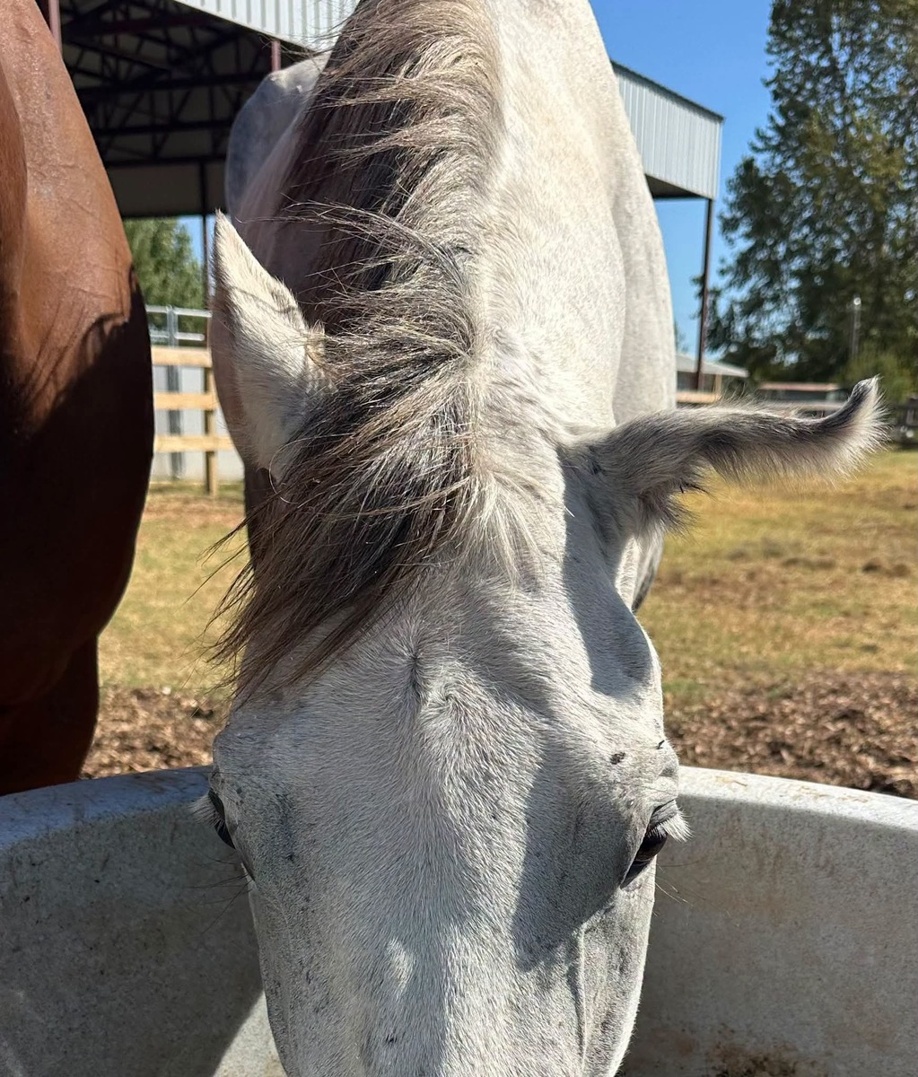 Ears To Me, 7yo Thoroughbred gelding, 16.0hh