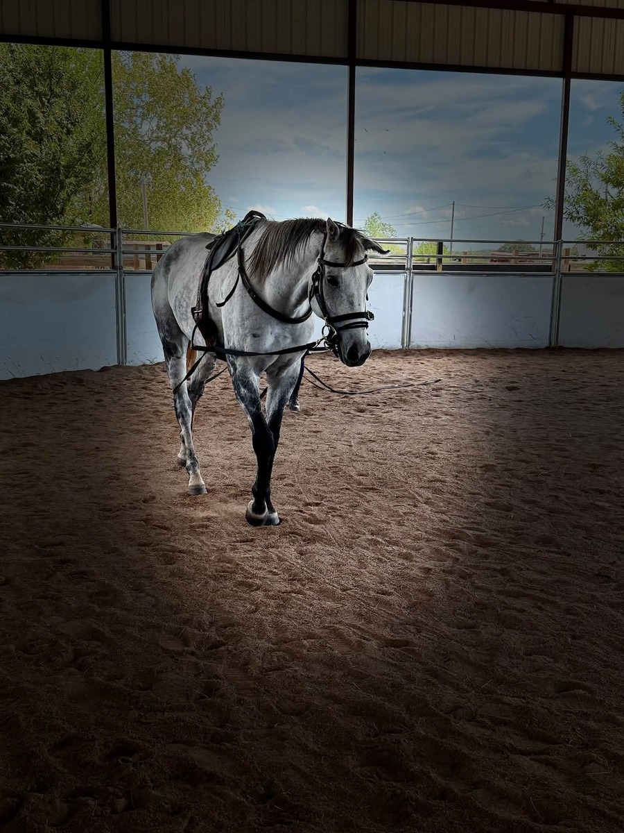 Ears To Me, 7yo Thoroughbred gelding, 16.0hh