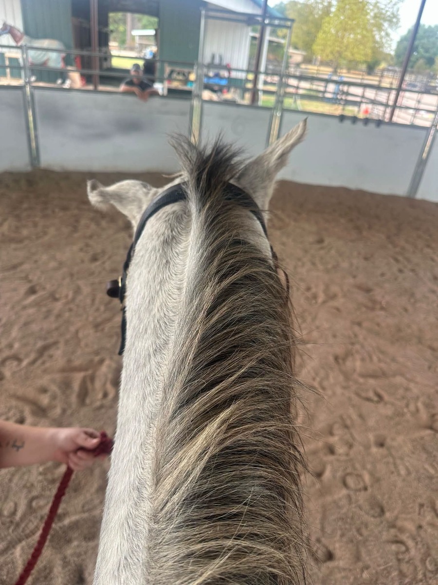 Ears To Me, 7yo Thoroughbred gelding, 16.0hh