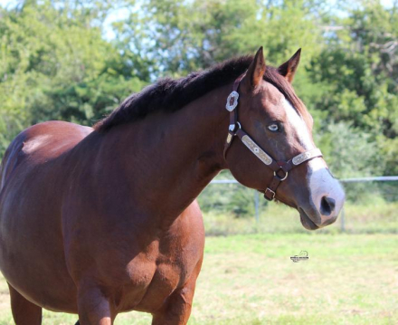 FRANKLY MY DEAR (Frankie), 12yo AQHA Quarter Horse APHA Paint mare, 14.3hh