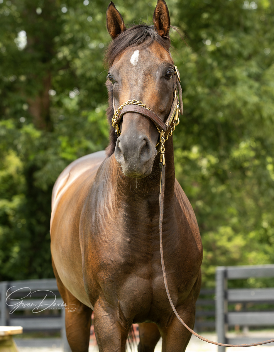 Red Hot Jeanie, 6yo Thoroughbred mare, 15.3hh