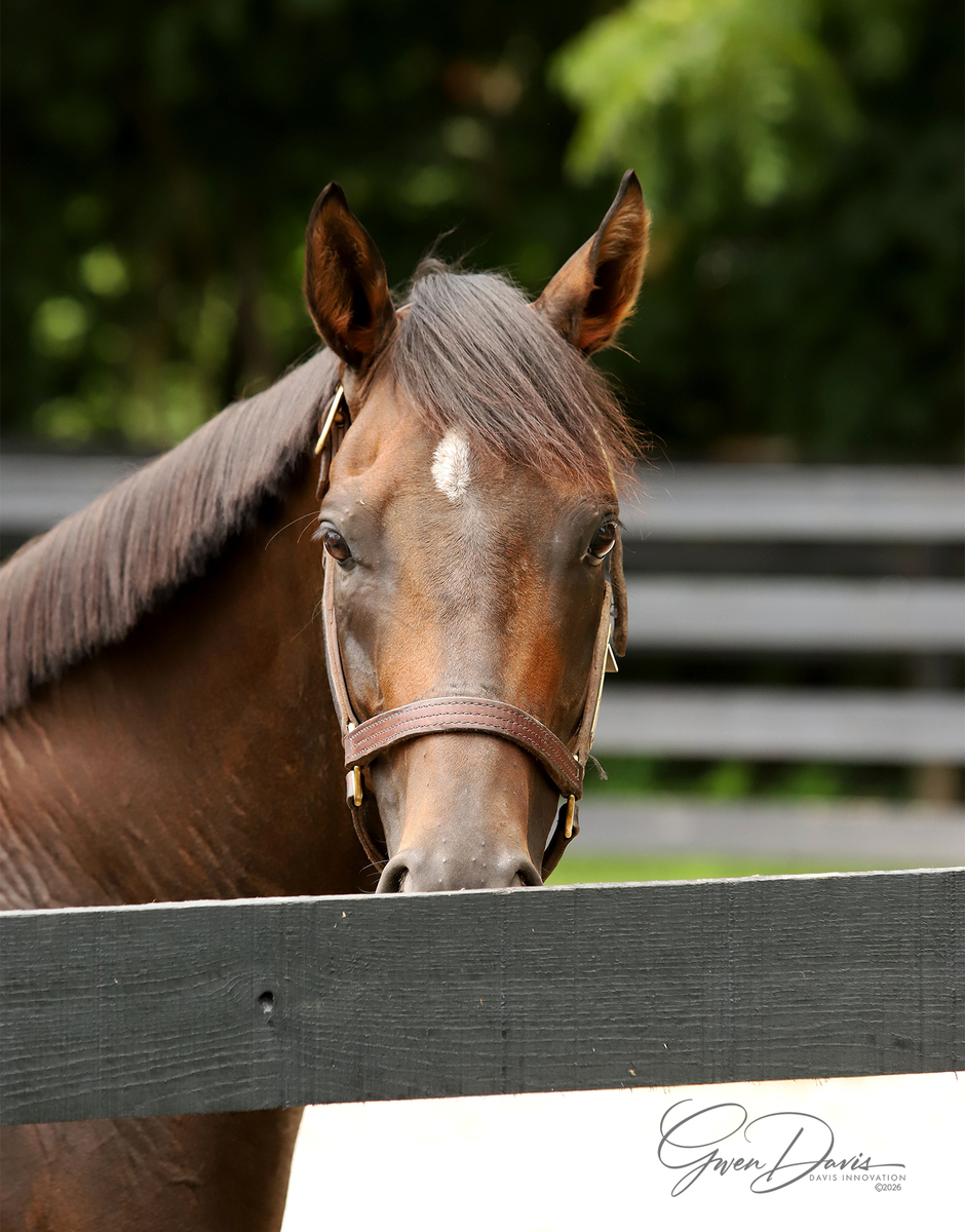 Red Hot Jeanie, 6yo Thoroughbred mare, 15.3hh