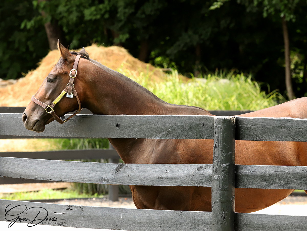Red Hot Jeanie, 6yo Thoroughbred mare, 15.3hh